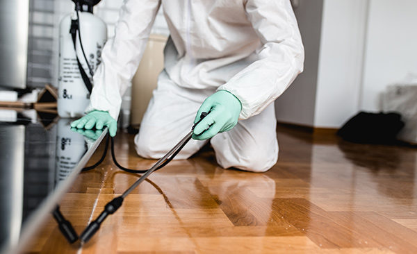 Ultimate Pest Control Guide: Tips To Stay Pest-Free